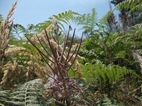 Pineta_Ragabo - 20110828 126.jpg